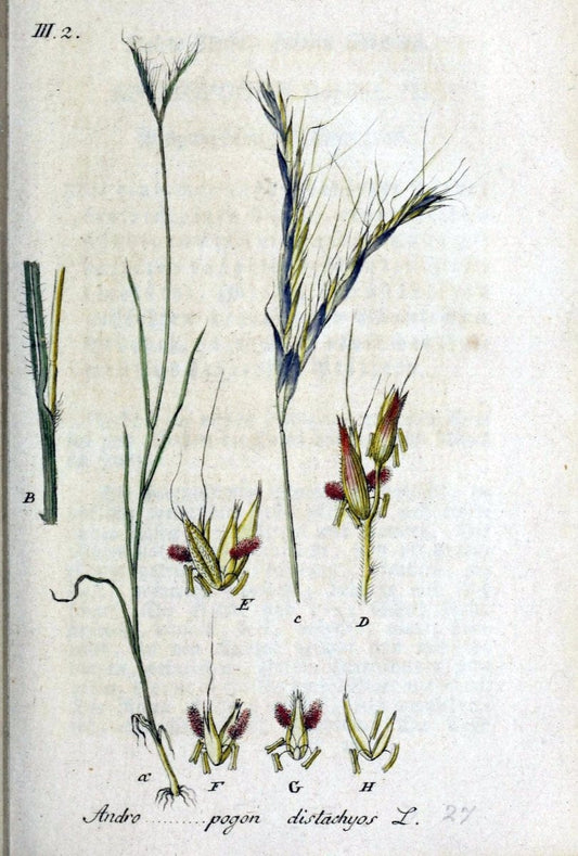 Deutschlands flora in abbildungen nach der natur /.Nurnberg :Gedruckt auf kosten des verfassers,1798-[1862]. | Botany Germany | Vintage Print Reproduction 468938