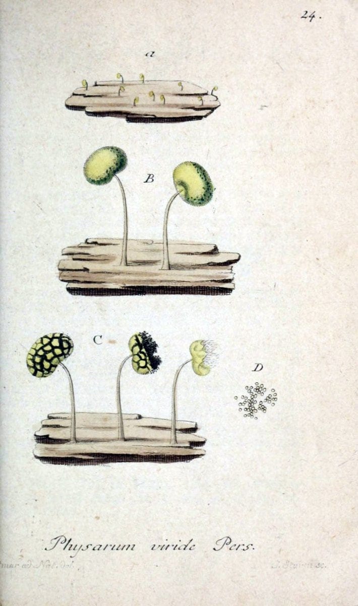 Deutschlands Flora in Abbildungen nach der Natur :.NÃ¼rnberg,1817-. | Botany Germany "Pictorial works" "University of Illinois Urbana Champaign" | Vintage Print Reproduction 468939