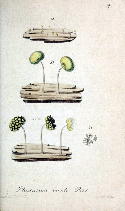 Deutschlands Flora in Abbildungen nach der Natur :.NÃ¼rnberg,1817-. | Botany Germany "Pictorial works" "University of Illinois Urbana Champaign" | Vintage Print Reproduction 468939
