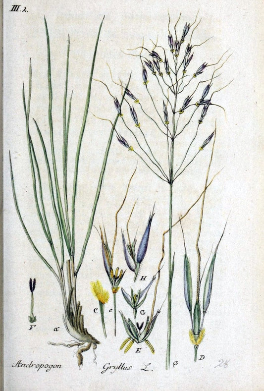 Deutschlands flora in abbildungen nach der natur /.Nurnberg :Gedruckt auf kosten des verfassers,1798-[1862]. | Botany Germany | Vintage Print Reproduction 468940