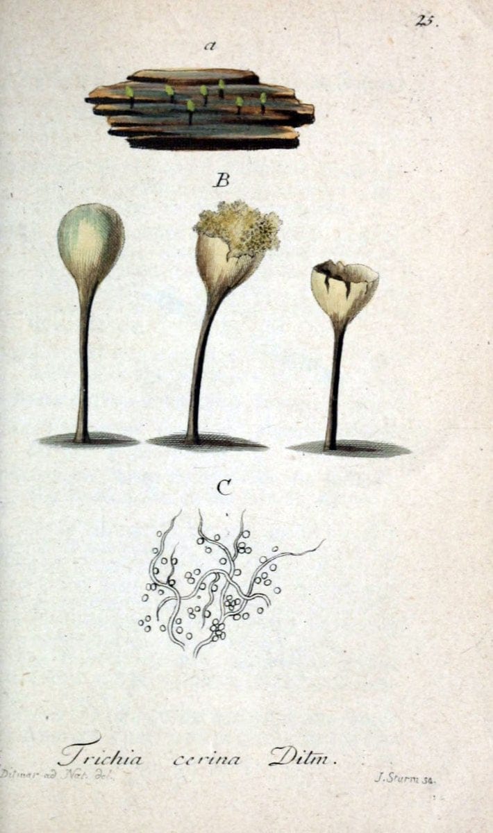 Deutschlands Flora in Abbildungen nach der Natur :.NÃ¼rnberg,1817-. | Botany Germany "Pictorial works" "University of Illinois Urbana Champaign" | Vintage Print Reproduction 468941