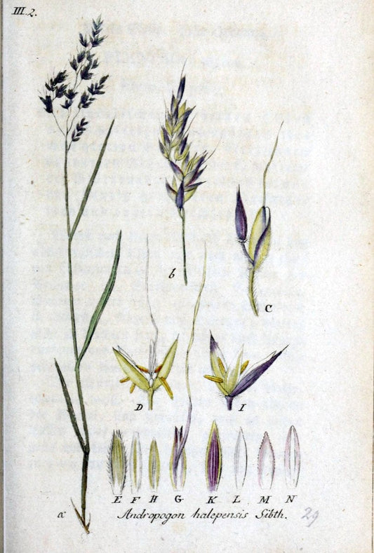 Deutschlands flora in abbildungen nach der natur /.Nurnberg :Gedruckt auf kosten des verfassers,1798-[1862]. | Botany Germany | Vintage Print Reproduction 468942