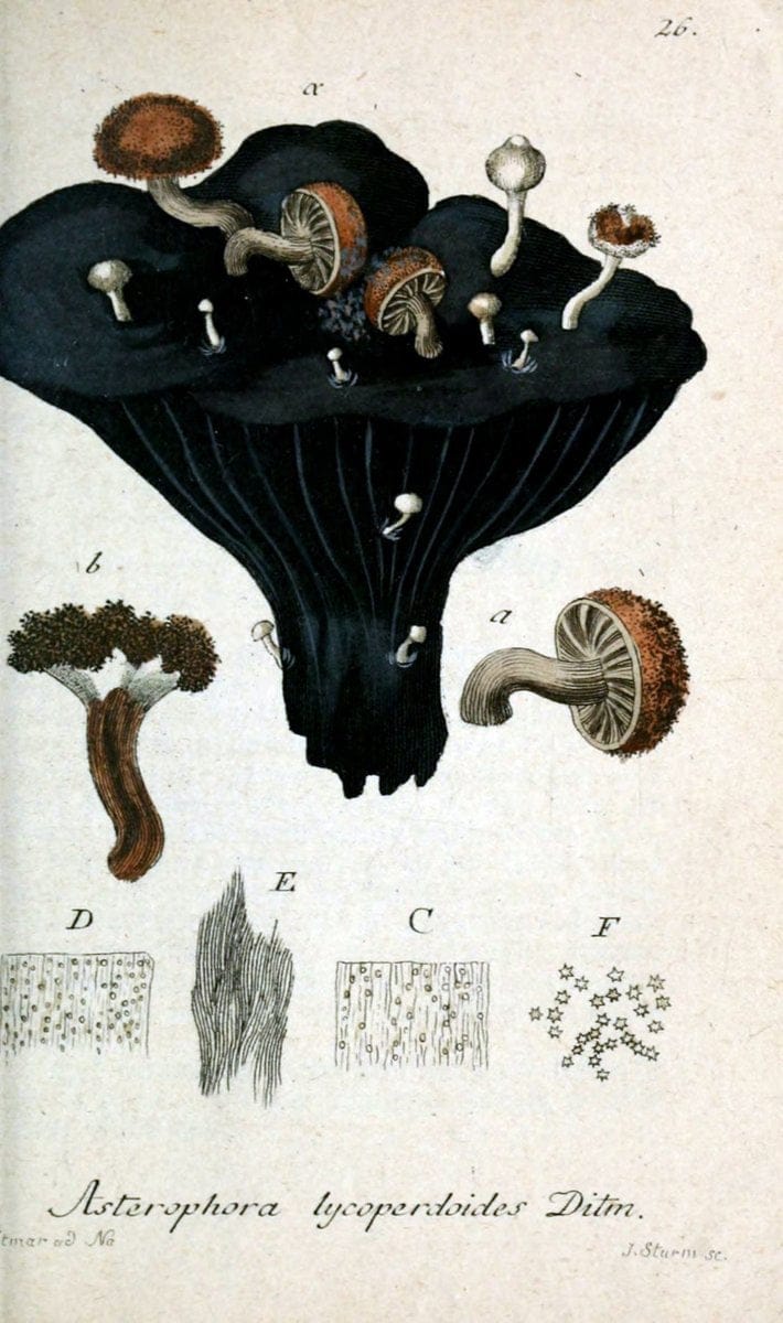 Deutschlands Flora in Abbildungen nach der Natur :.NÃ¼rnberg,1817-. | Botany Germany "Pictorial works" "University of Illinois Urbana Champaign" | Vintage Print Reproduction 468943