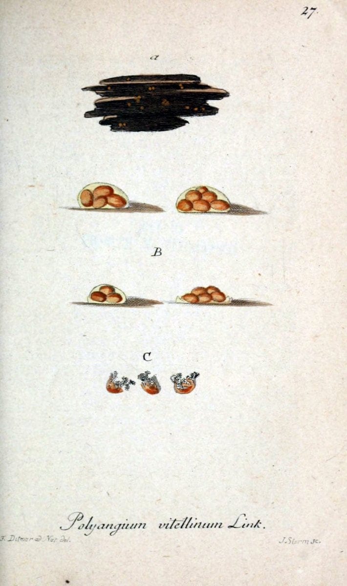 Deutschlands Flora in Abbildungen nach der Natur :.NÃ¼rnberg,1817-. | Botany Germany "Pictorial works" "University of Illinois Urbana Champaign" | Vintage Print Reproduction 468945
