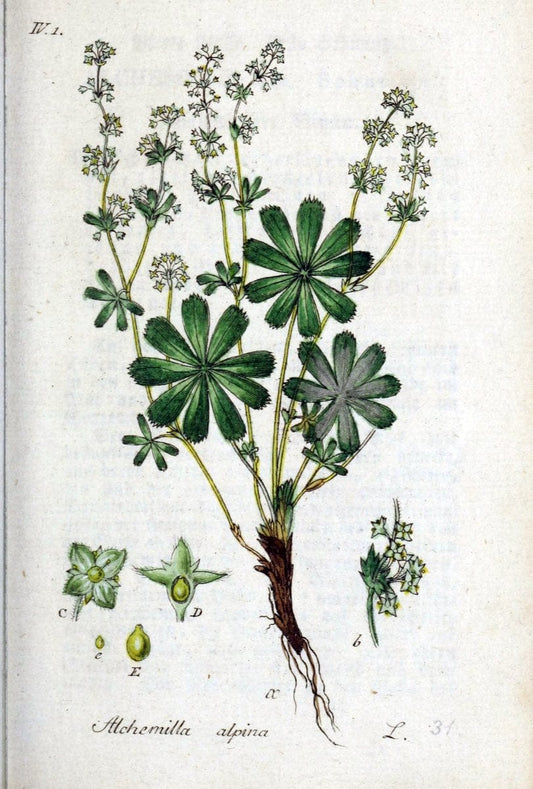Deutschlands flora in abbildungen nach der natur /.Nurnberg :Gedruckt auf kosten des verfassers,1798-[1862]. | Botany Germany | Vintage Print Reproduction 468947