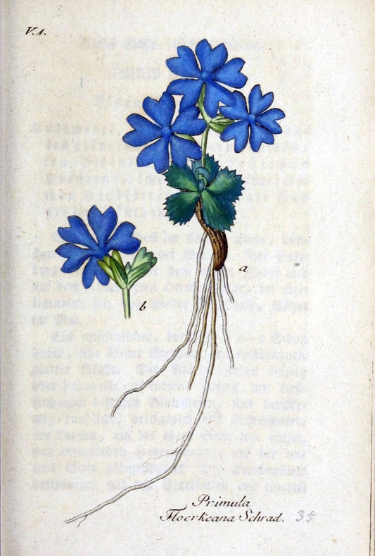 Deutschlands flora in abbildungen nach der natur /.Nurnberg :Gedruckt auf kosten des verfassers,1798-[1862]. | Botany Germany | Vintage Print Reproduction 468951