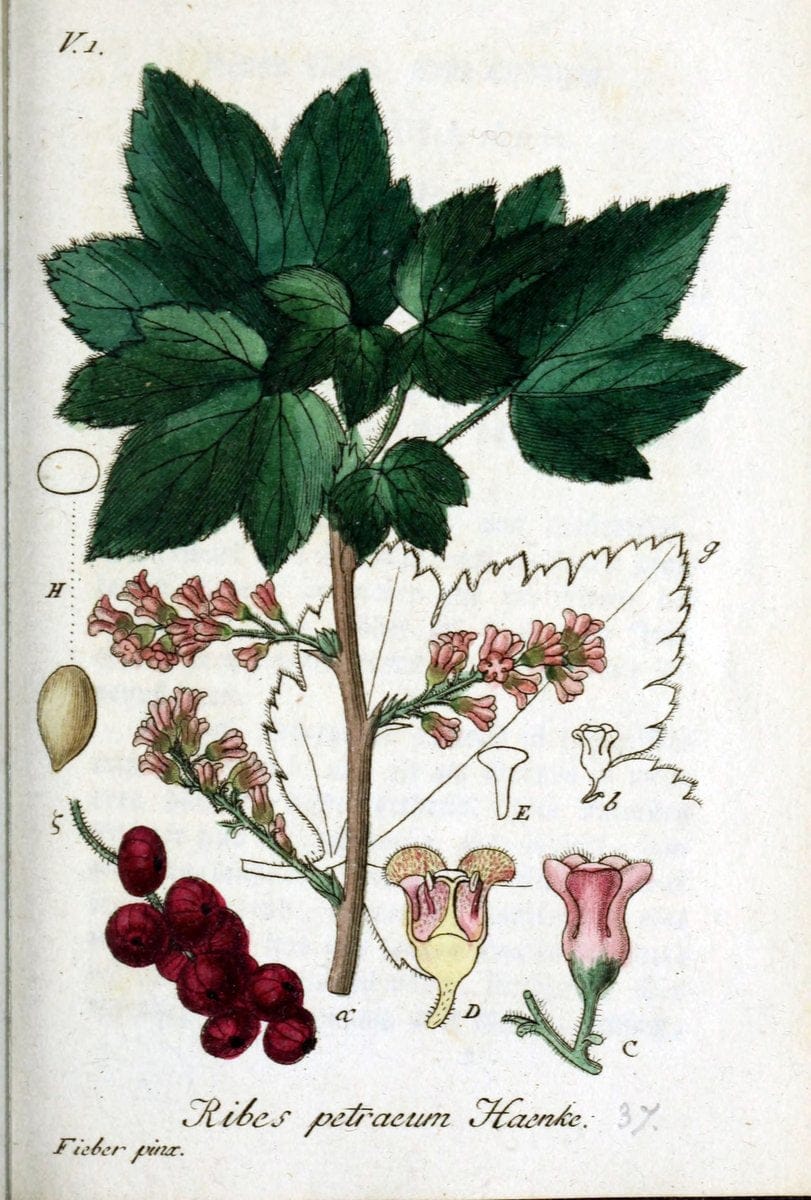 Deutschlands flora in abbildungen nach der natur /.Nurnberg :Gedruckt auf kosten des verfassers,1798-[1862]. | Botany Germany | Vintage Print Reproduction 468953