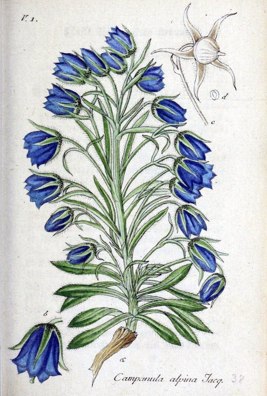 Deutschlands flora in abbildungen nach der natur /.Nurnberg :Gedruckt auf kosten des verfassers,1798-[1862]. | Botany Germany | Vintage Print Reproduction 468954