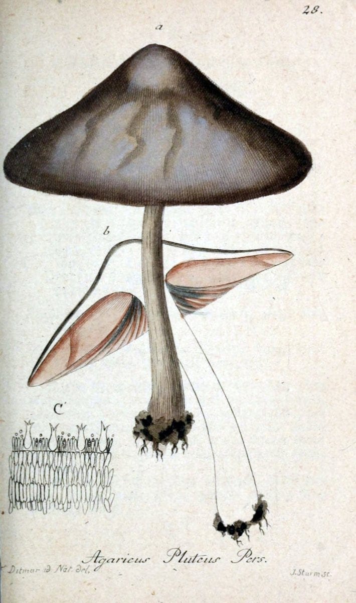 Deutschlands Flora in Abbildungen nach der Natur :.NÃ¼rnberg,1817-. | Botany Germany "Pictorial works" "University of Illinois Urbana Champaign" | Vintage Print Reproduction 468955