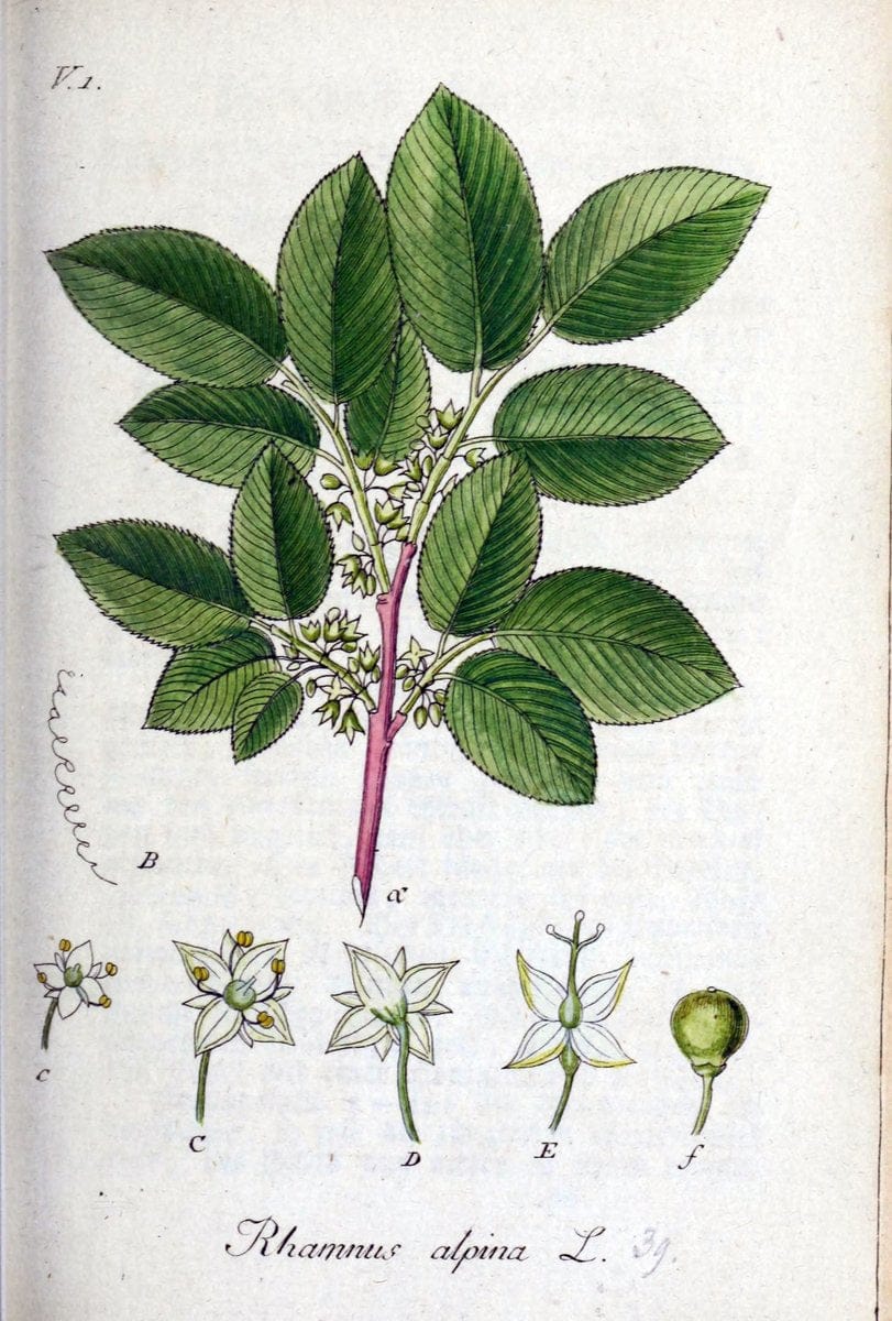 Deutschlands flora in abbildungen nach der natur /.Nurnberg :Gedruckt auf kosten des verfassers,1798-[1862]. | Botany Germany | Vintage Print Reproduction 468956