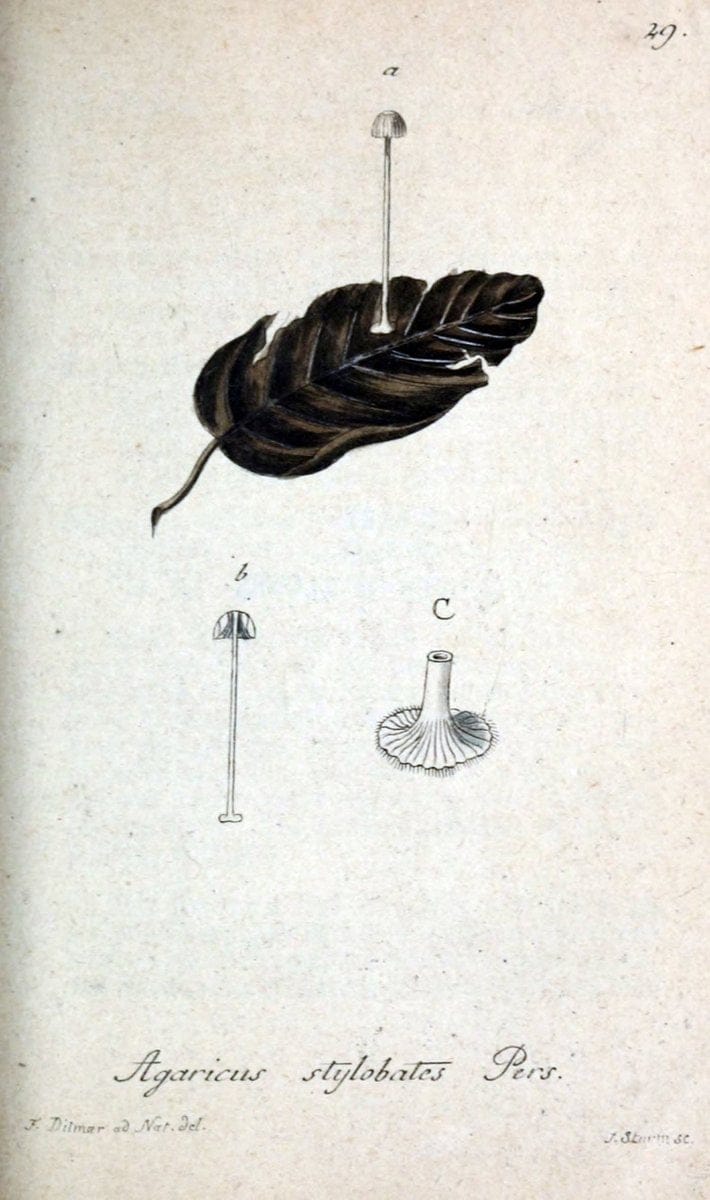 Deutschlands Flora in Abbildungen nach der Natur :.NÃ¼rnberg,1817-. | Botany Germany "Pictorial works" "University of Illinois Urbana Champaign" | Vintage Print Reproduction 468957
