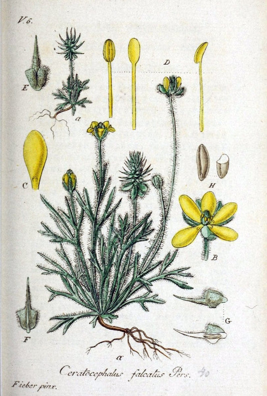 Deutschlands flora in abbildungen nach der natur /.Nurnberg :Gedruckt auf kosten des verfassers,1798-[1862]. | Botany Germany | Vintage Print Reproduction 468958