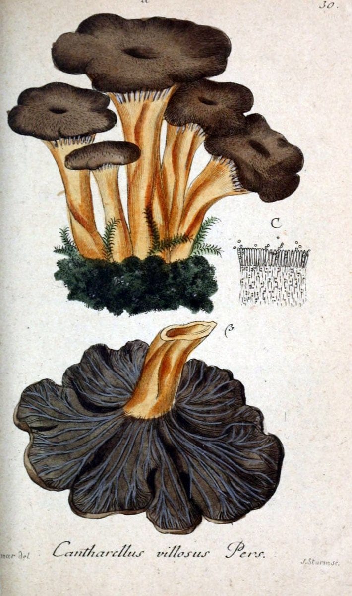 Deutschlands Flora in Abbildungen nach der Natur :.NÃ¼rnberg,1817-. | Botany Germany "Pictorial works" "University of Illinois Urbana Champaign" | Vintage Print Reproduction 468959