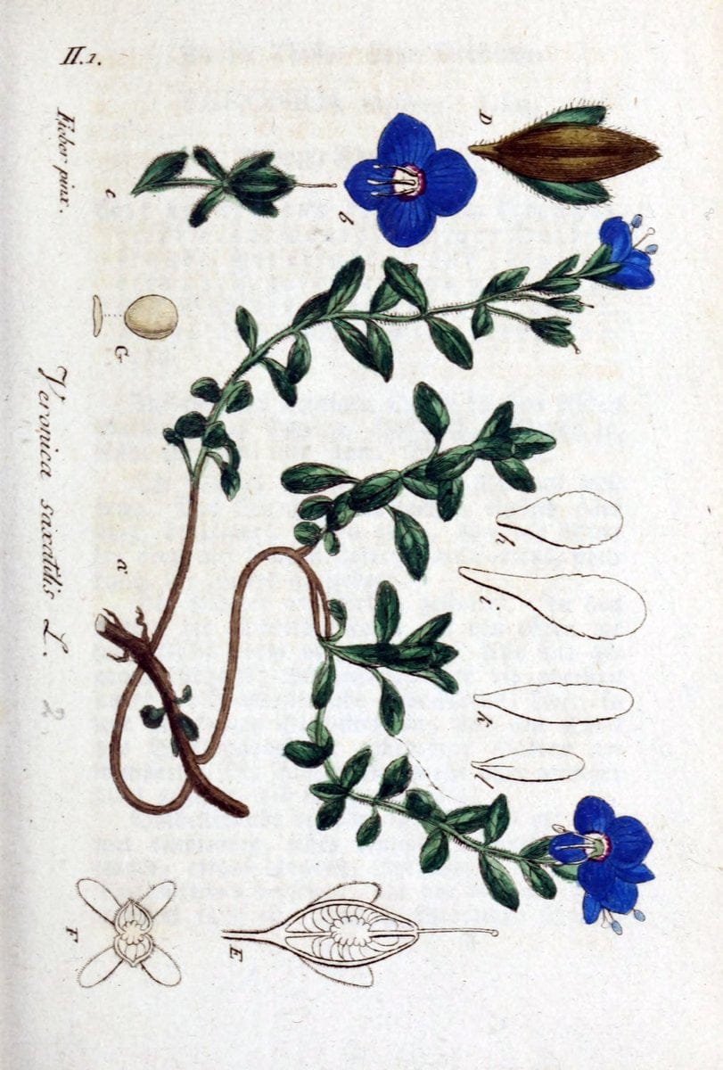 Deutschlands flora in abbildungen nach der natur /.Nurnberg :Gedruckt auf kosten des verfassers,1798-[1862]. | Botany Germany | Vintage Print Reproduction 468960