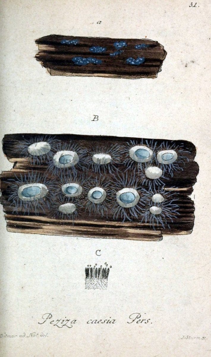 Deutschlands Flora in Abbildungen nach der Natur :.NÃ¼rnberg,1817-. | Botany Germany "Pictorial works" "University of Illinois Urbana Champaign" | Vintage Print Reproduction 468962