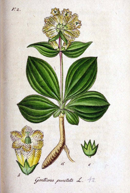 Deutschlands flora in abbildungen nach der natur /.Nurnberg :Gedruckt auf kosten des verfassers,1798-[1862]. | Botany Germany | Vintage Print Reproduction 468963