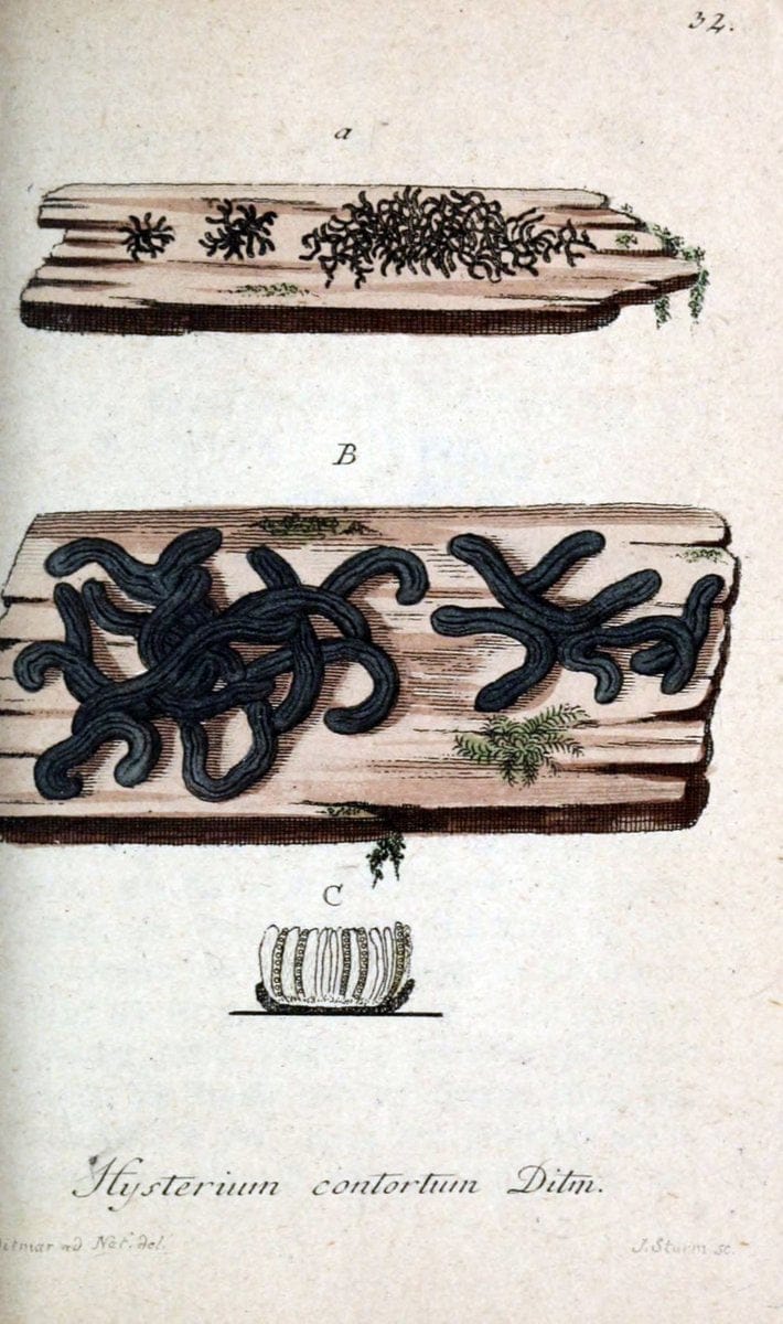 Deutschlands Flora in Abbildungen nach der Natur :.NÃ¼rnberg,1817-. | Botany Germany "Pictorial works" "University of Illinois Urbana Champaign" | Vintage Print Reproduction 468964