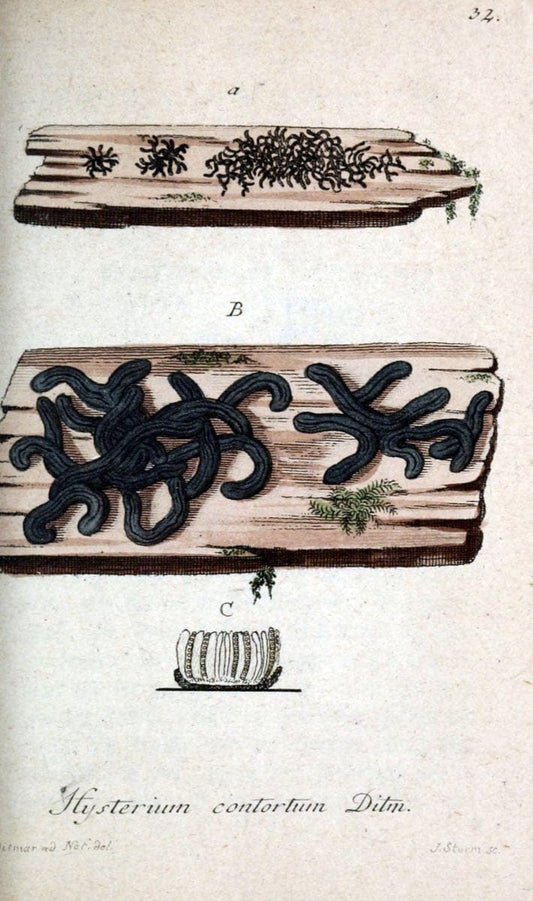Deutschlands Flora in Abbildungen nach der Natur :.NÃ¼rnberg,1817-. | Botany Germany "Pictorial works" "University of Illinois Urbana Champaign" | Vintage Print Reproduction 468964