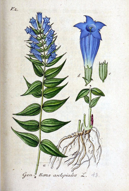 Deutschlands flora in abbildungen nach der natur /.Nurnberg :Gedruckt auf kosten des verfassers,1798-[1862]. | Botany Germany | Vintage Print Reproduction 468965