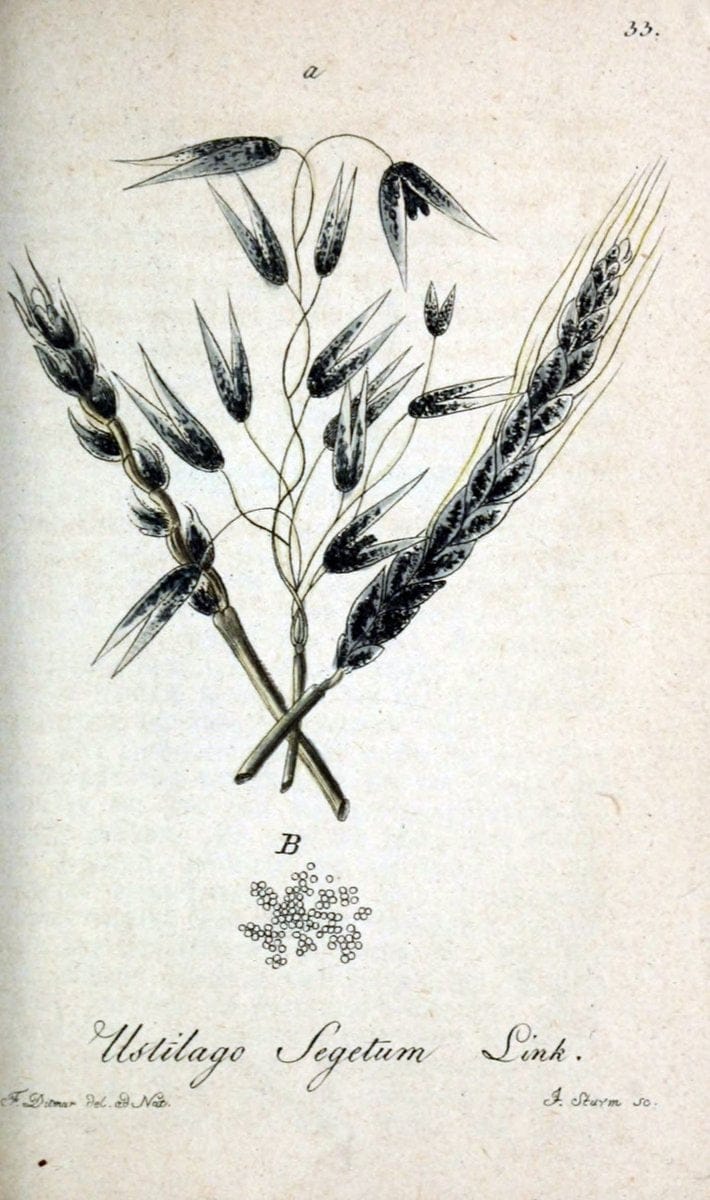 Deutschlands Flora in Abbildungen nach der Natur :.NÃ¼rnberg,1817-. | Botany Germany "Pictorial works" "University of Illinois Urbana Champaign" | Vintage Print Reproduction 468966