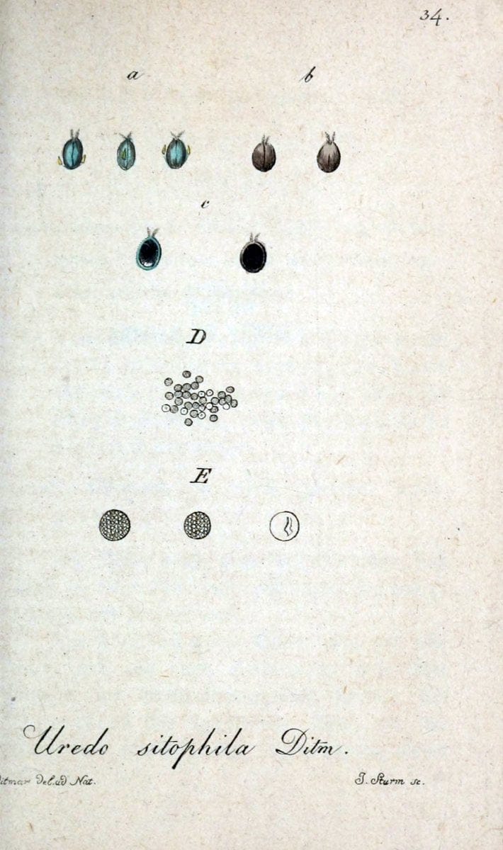Deutschlands Flora in Abbildungen nach der Natur :.NÃ¼rnberg,1817-. | Botany Germany "Pictorial works" "University of Illinois Urbana Champaign" | Vintage Print Reproduction 468968