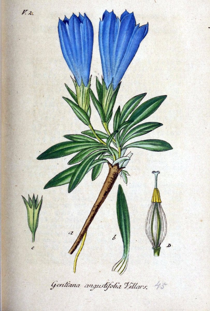 Deutschlands flora in abbildungen nach der natur /.Nurnberg :Gedruckt auf kosten des verfassers,1798-[1862]. | Botany Germany | Vintage Print Reproduction 468969