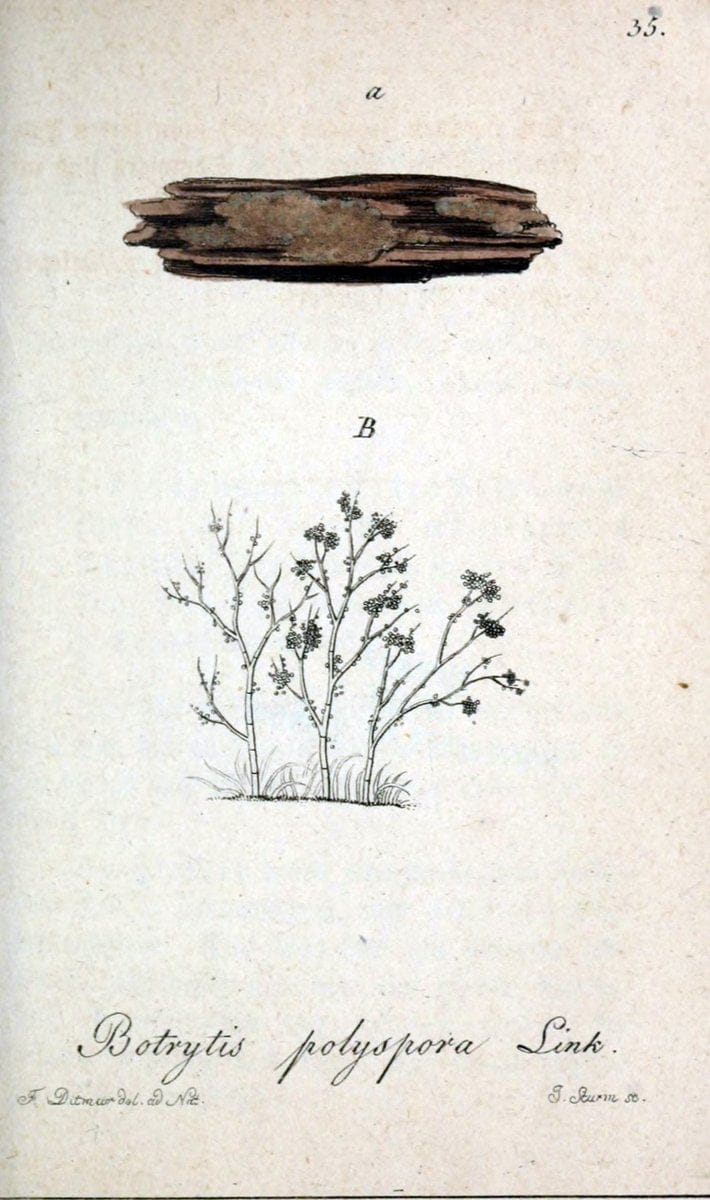 Deutschlands Flora in Abbildungen nach der Natur :.NÃ¼rnberg,1817-. | Botany Germany "Pictorial works" "University of Illinois Urbana Champaign" | Vintage Print Reproduction 468970