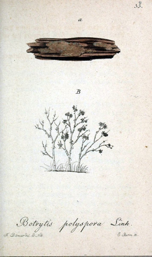 Deutschlands Flora in Abbildungen nach der Natur :.NÃ¼rnberg,1817-. | Botany Germany "Pictorial works" "University of Illinois Urbana Champaign" | Vintage Print Reproduction 468970
