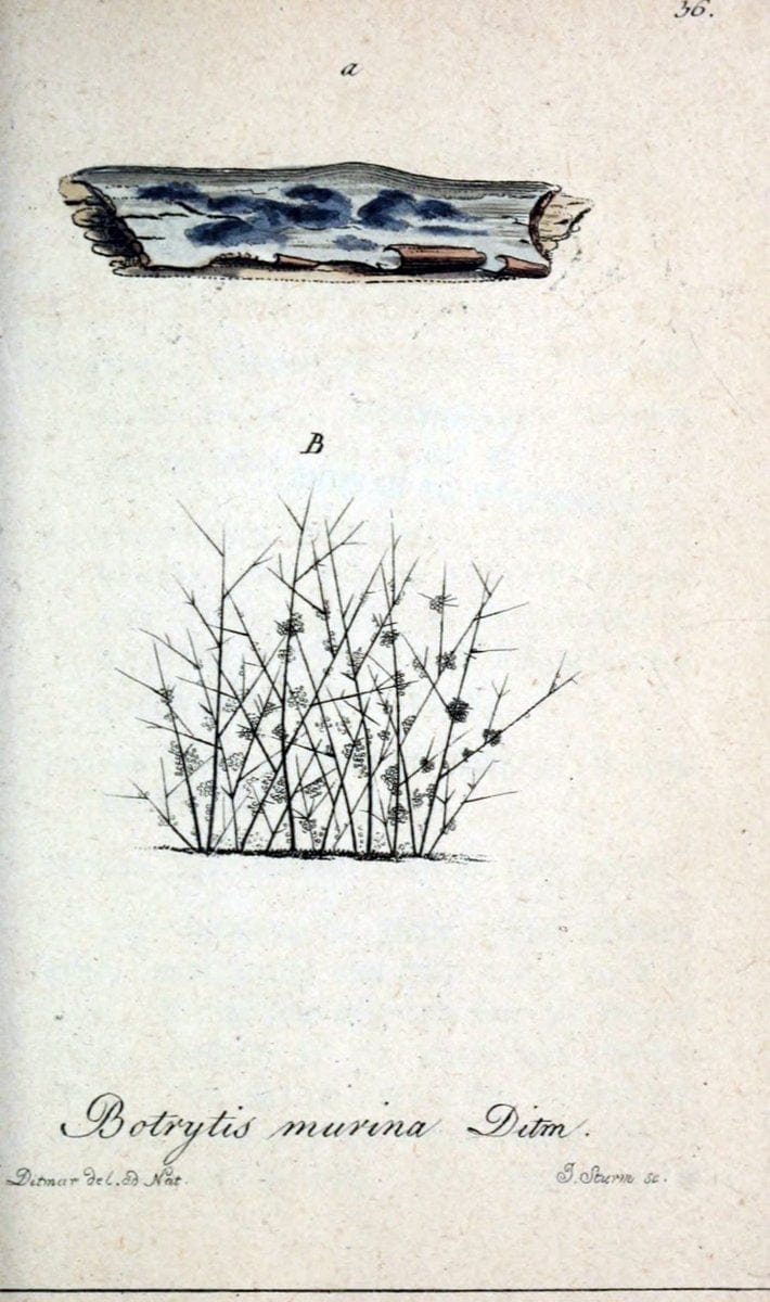 Deutschlands Flora in Abbildungen nach der Natur :.NÃ¼rnberg,1817-. | Botany Germany "Pictorial works" "University of Illinois Urbana Champaign" | Vintage Print Reproduction 468972
