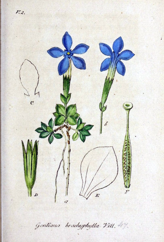 Deutschlands flora in abbildungen nach der natur /.Nurnberg :Gedruckt auf kosten des verfassers,1798-[1862]. | Botany Germany | Vintage Print Reproduction 468973