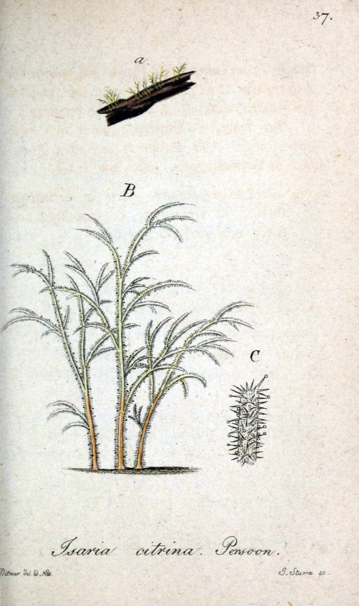 Deutschlands Flora in Abbildungen nach der Natur :.NÃ¼rnberg,1817-. | Botany Germany "Pictorial works" "University of Illinois Urbana Champaign" | Vintage Print Reproduction 468974