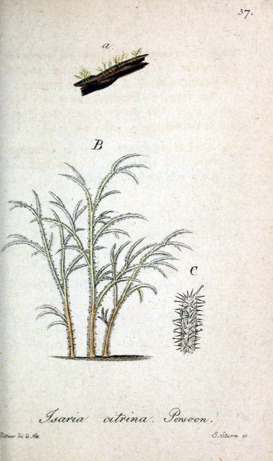 Deutschlands Flora in Abbildungen nach der Natur :.NÃ¼rnberg,1817-. | Botany Germany "Pictorial works" "University of Illinois Urbana Champaign" | Vintage Print Reproduction 468974
