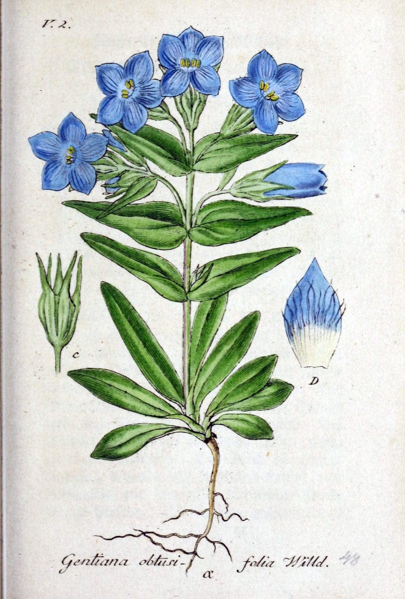 Deutschlands flora in abbildungen nach der natur /.Nurnberg :Gedruckt auf kosten des verfassers,1798-[1862]. | Botany Germany | Vintage Print Reproduction 468975