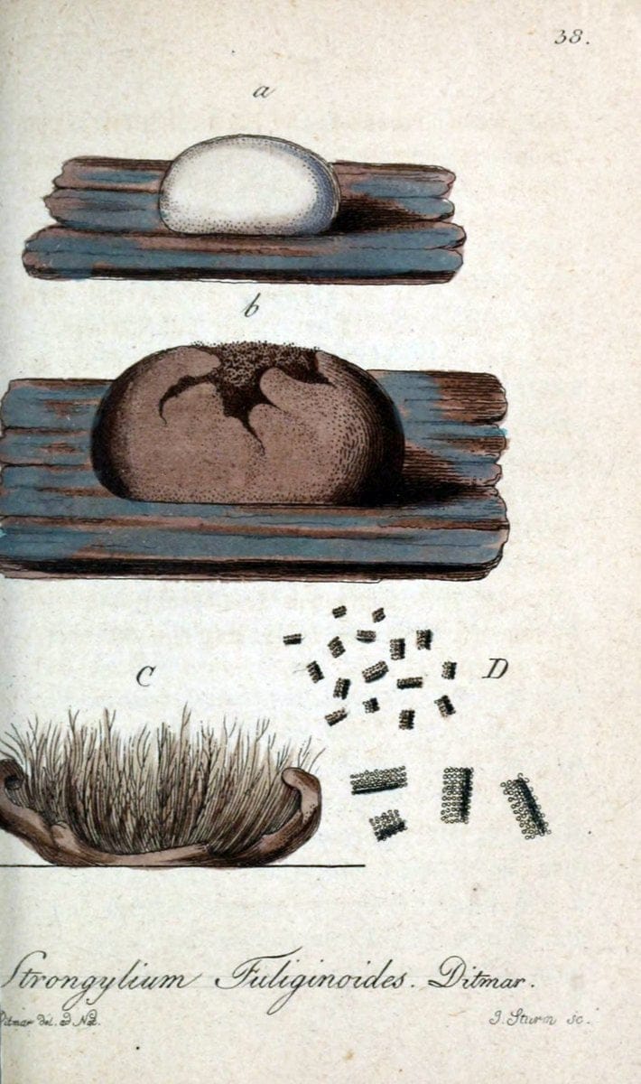 Deutschlands Flora in Abbildungen nach der Natur :.NÃ¼rnberg,1817-. | Botany Germany "Pictorial works" "University of Illinois Urbana Champaign" | Vintage Print Reproduction 468976