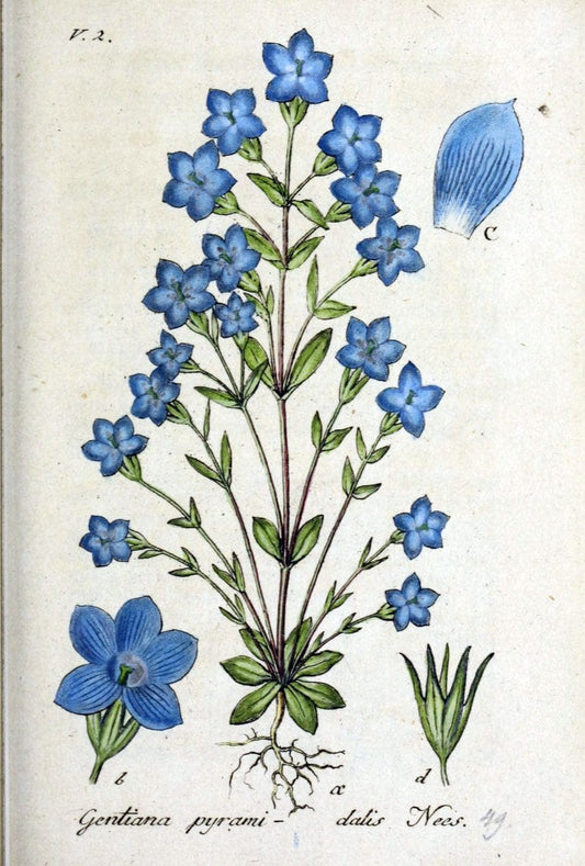Deutschlands flora in abbildungen nach der natur /.Nurnberg :Gedruckt auf kosten des verfassers,1798-[1862]. | Botany Germany | Vintage Print Reproduction 468977