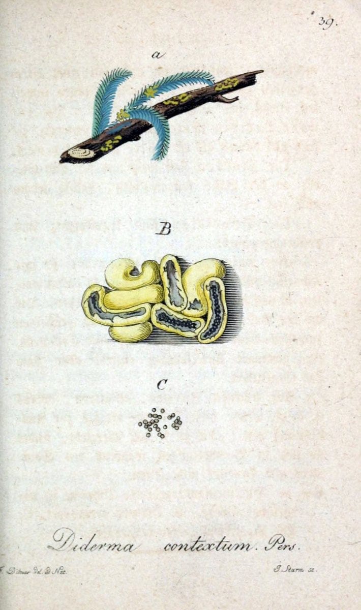 Deutschlands Flora in Abbildungen nach der Natur :.NÃ¼rnberg,1817-. | Botany Germany "Pictorial works" "University of Illinois Urbana Champaign" | Vintage Print Reproduction 468978