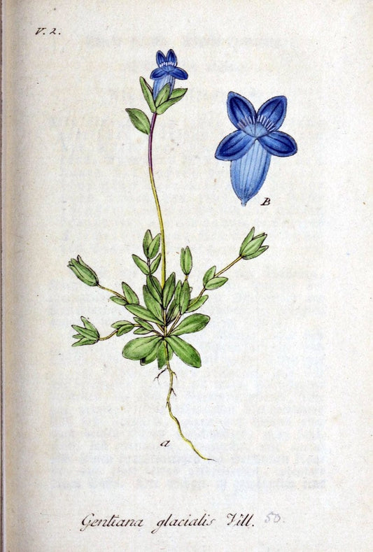 Deutschlands flora in abbildungen nach der natur /.Nurnberg :Gedruckt auf kosten des verfassers,1798-[1862]. | Botany Germany | Vintage Print Reproduction 468979