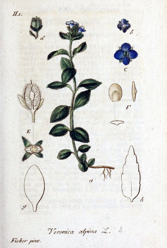 Deutschlands flora in abbildungen nach der natur /.Nurnberg :Gedruckt auf kosten des verfassers,1798-[1862]. | Botany Germany | Vintage Print Reproduction 468980