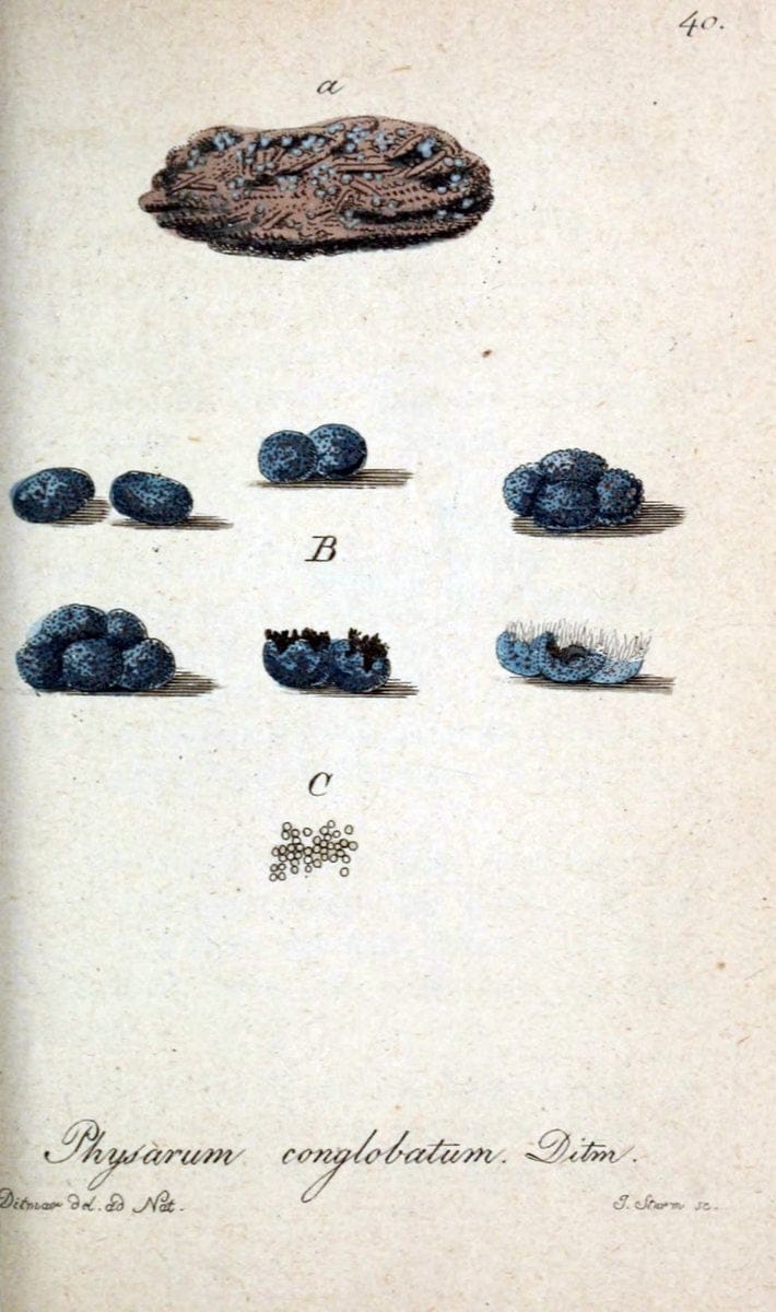 Deutschlands Flora in Abbildungen nach der Natur :.NÃ¼rnberg,1817-. | Botany Germany "Pictorial works" "University of Illinois Urbana Champaign" | Vintage Print Reproduction 468981