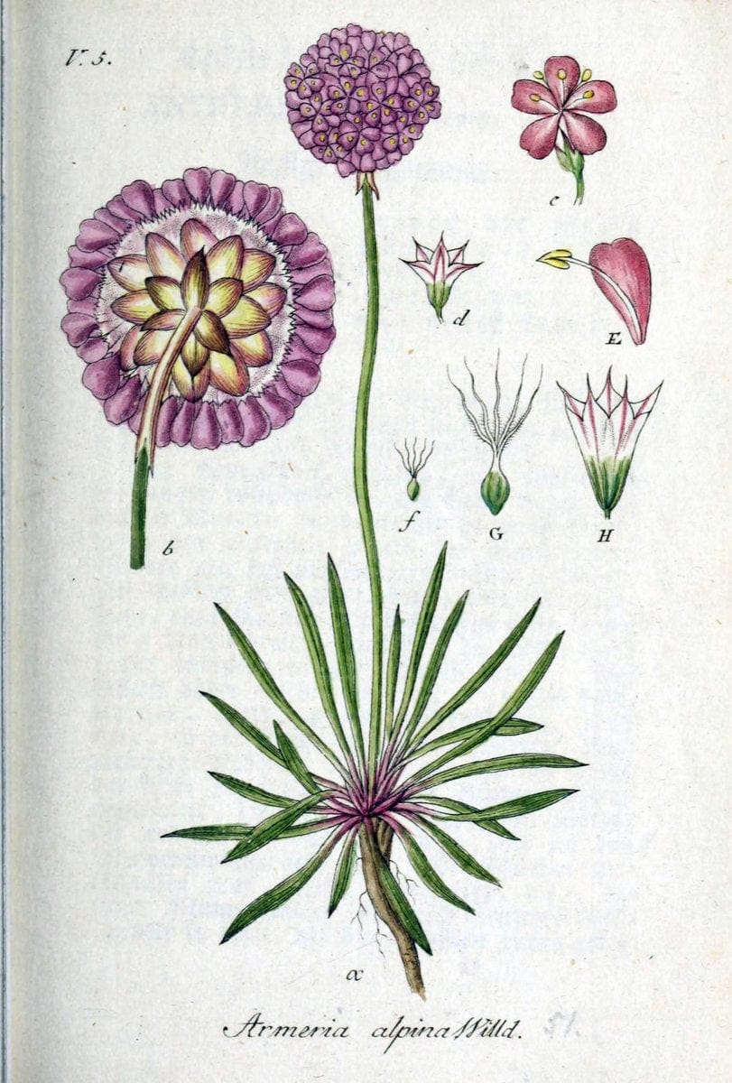 Deutschlands flora in abbildungen nach der natur /.Nurnberg :Gedruckt auf kosten des verfassers,1798-[1862]. | Botany Germany | Vintage Print Reproduction 468982