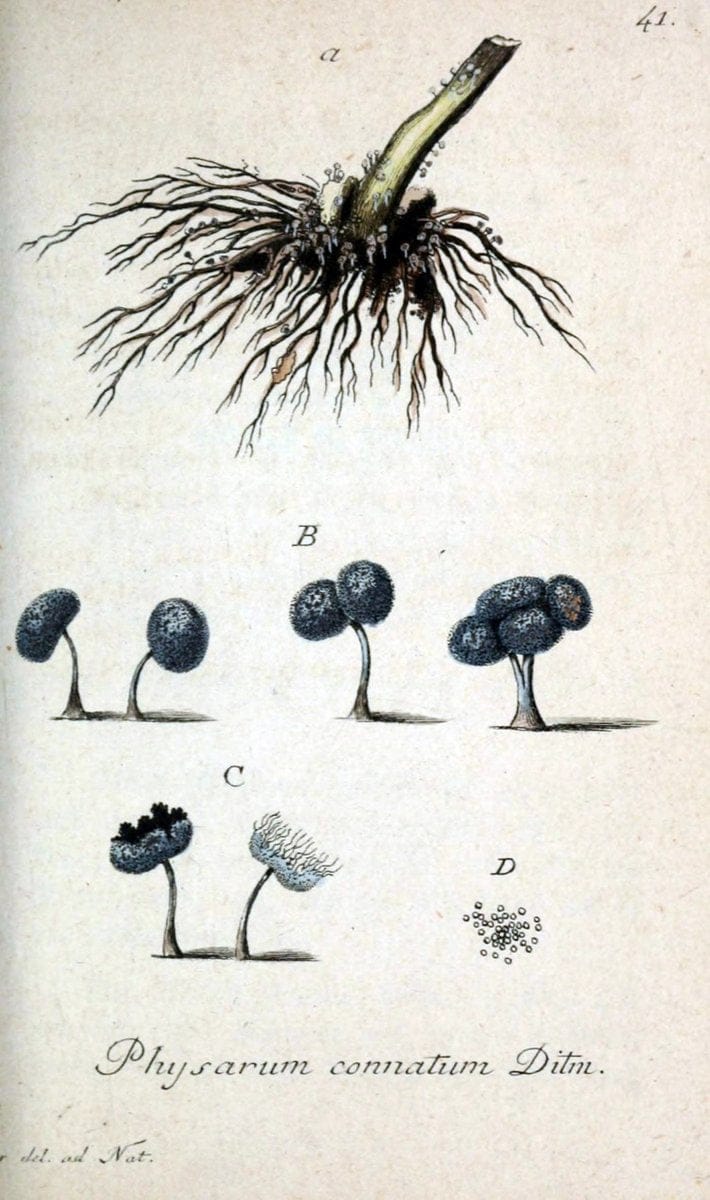 Deutschlands Flora in Abbildungen nach der Natur :.NÃ¼rnberg,1817-. | Botany Germany "Pictorial works" "University of Illinois Urbana Champaign" | Vintage Print Reproduction 468983