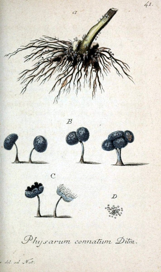 Deutschlands Flora in Abbildungen nach der Natur :.NÃ¼rnberg,1817-. | Botany Germany "Pictorial works" "University of Illinois Urbana Champaign" | Vintage Print Reproduction 468983