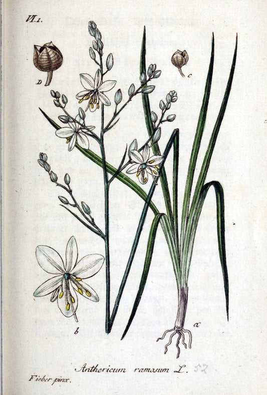 Deutschlands flora in abbildungen nach der natur /.Nurnberg :Gedruckt auf kosten des verfassers,1798-[1862]. | Botany Germany | Vintage Print Reproduction 468984