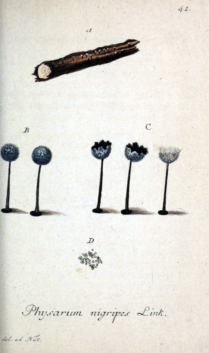 Deutschlands Flora in Abbildungen nach der Natur :.NÃ¼rnberg,1817-. | Botany Germany "Pictorial works" "University of Illinois Urbana Champaign" | Vintage Print Reproduction 468985