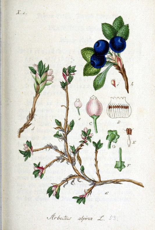 Deutschlands flora in abbildungen nach der natur /.Nurnberg :Gedruckt auf kosten des verfassers,1798-[1862]. | Botany Germany | Vintage Print Reproduction 468986