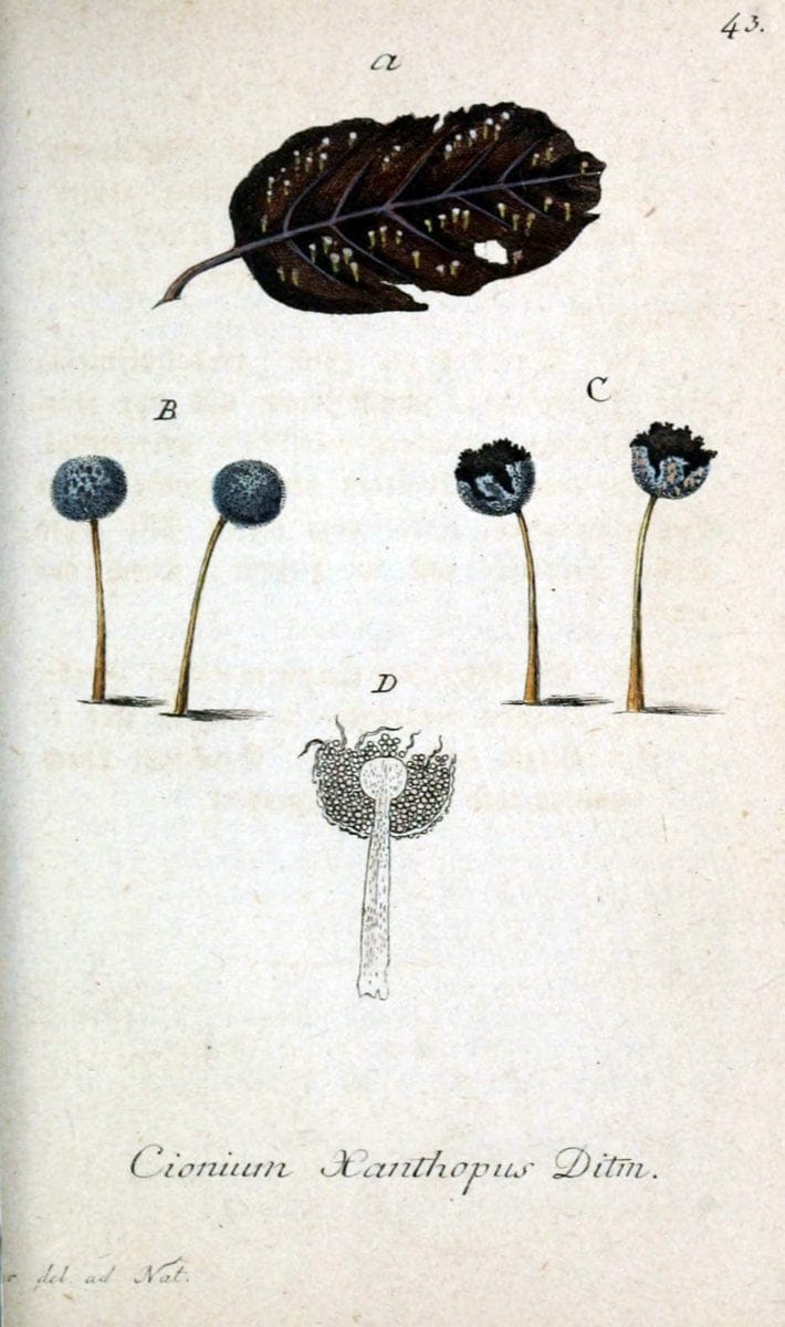 Deutschlands Flora in Abbildungen nach der Natur :.NÃ¼rnberg,1817-. | Botany Germany "Pictorial works" "University of Illinois Urbana Champaign" | Vintage Print Reproduction 468987