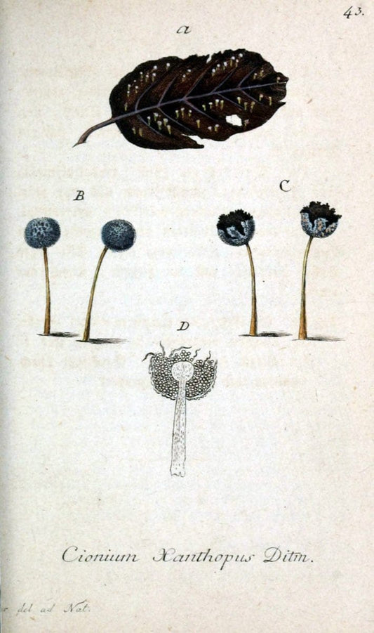 Deutschlands Flora in Abbildungen nach der Natur :.NÃ¼rnberg,1817-. | Botany Germany "Pictorial works" "University of Illinois Urbana Champaign" | Vintage Print Reproduction 468987