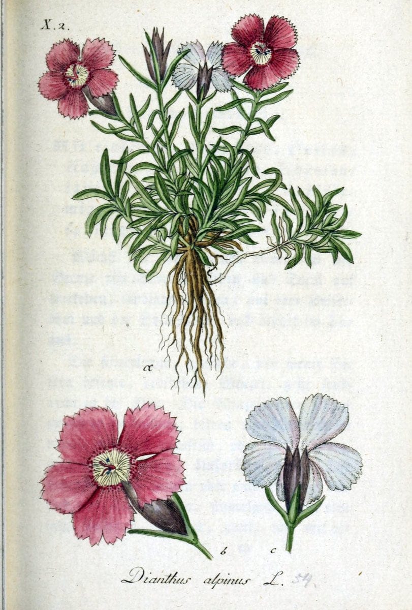 Deutschlands flora in abbildungen nach der natur /.Nurnberg :Gedruckt auf kosten des verfassers,1798-[1862]. | Botany Germany | Vintage Print Reproduction 468988