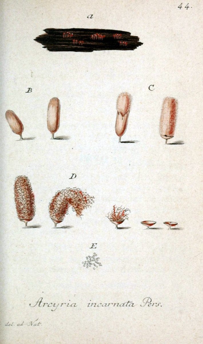 Deutschlands Flora in Abbildungen nach der Natur :.NÃ¼rnberg,1817-. | Botany Germany "Pictorial works" "University of Illinois Urbana Champaign" | Vintage Print Reproduction 468989