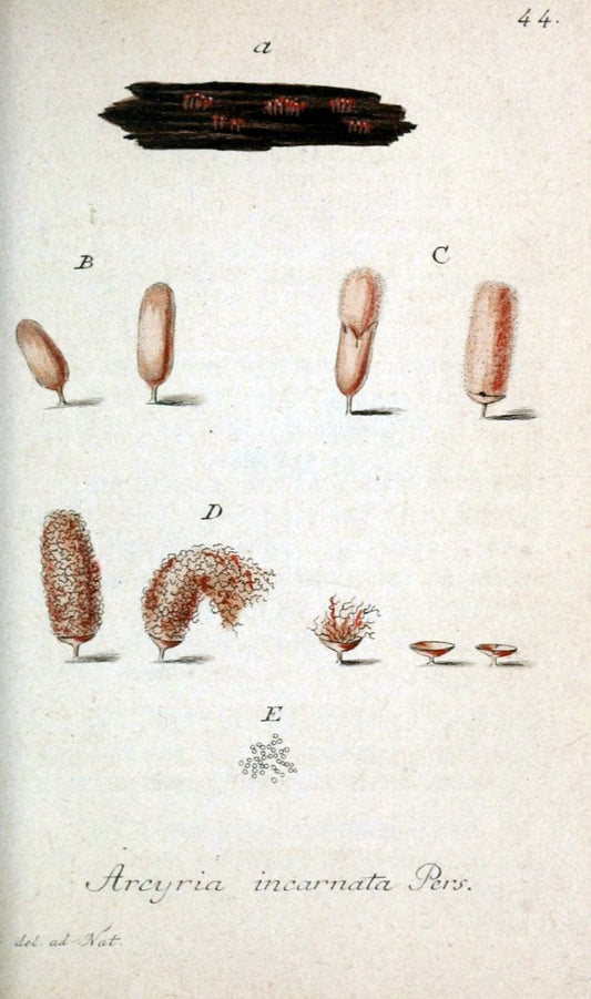 Deutschlands Flora in Abbildungen nach der Natur :.NÃ¼rnberg,1817-. | Botany Germany "Pictorial works" "University of Illinois Urbana Champaign" | Vintage Print Reproduction 468989